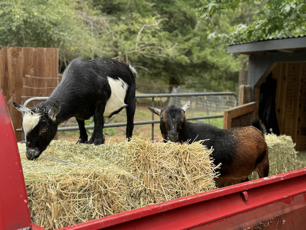 goats in the truck at Monday farm hang